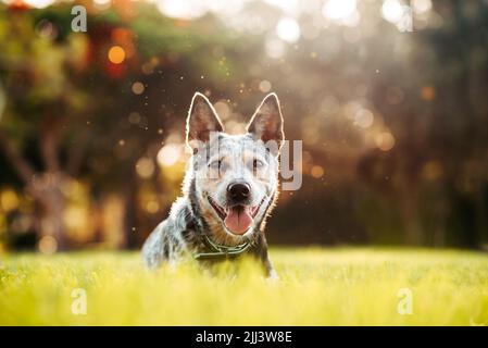 Australischer Rinderhund Blue Heeler sitzt auf einem grasbewachsenen Feld bei Sonnenuntergang Stockfoto