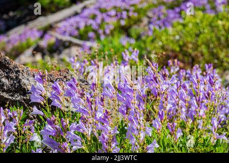 Wilde Blumen blühen auf dem Mystic Falls Trail in Wyoming Stockfoto