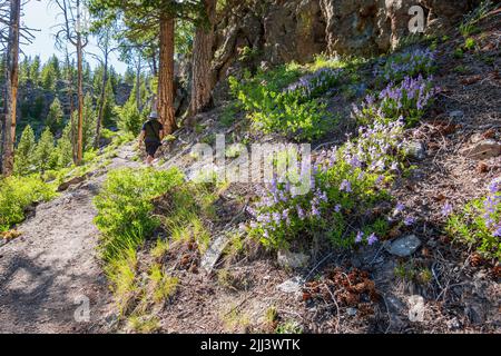 Wilde Blumen blühen auf dem Mystic Falls Trail in Wyoming Stockfoto