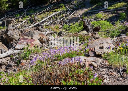 Wilde Blumen blühen auf dem Mystic Falls Trail in Wyoming Stockfoto