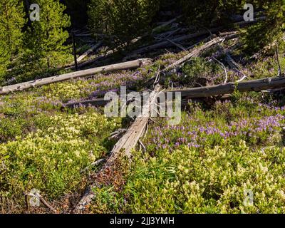 Wilde Blumen blühen auf dem Mystic Falls Trail in Wyoming Stockfoto