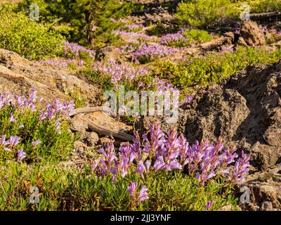 Wilde Blumen blühen auf dem Mystic Falls Trail in Wyoming Stockfoto