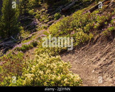 Wilde Blumen blühen auf dem Mystic Falls Trail in Wyoming Stockfoto