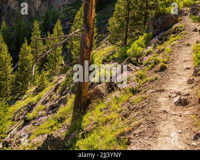 Wilde Blumen blühen auf dem Mystic Falls Trail in Wyoming Stockfoto