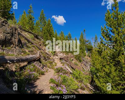 Wilde Blumen blühen auf dem Mystic Falls Trail in Wyoming Stockfoto