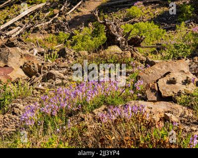 Wilde Blumen blühen auf dem Mystic Falls Trail in Wyoming Stockfoto