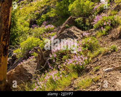 Wilde Blumen blühen auf dem Mystic Falls Trail in Wyoming Stockfoto