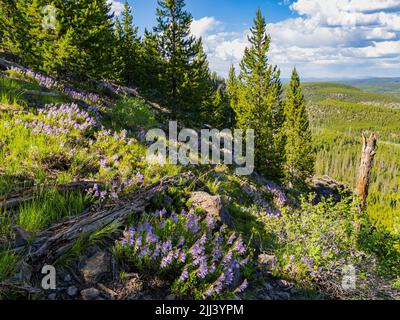 Wilde Blumen blühen auf dem Mystic Falls Trail in Wyoming Stockfoto