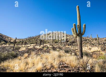 Ein Hang mit Saguaro-Kakteen und anderen Wüstenpflanzen entlang des Go John Trail im Cave Creek Regional Park, Arizona. Stockfoto
