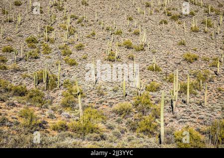 Ein Hang mit Saguaro-Kakteen und anderen Wüstenpflanzen entlang des Go John Trail im Cave Creek Regional Park. Stockfoto