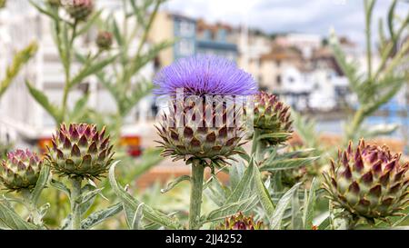 Artischockendistel an der Vorderseite von Hastings Stockfoto