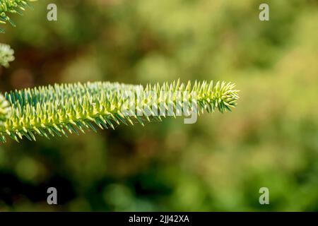 Araucaria araucana - Nahaufnahme von Zweigen mit dicken und dreieckigen Blättern, kalkig mit scharfen Kanten und Spitzen von Monkey Puzzle-Baum oder chilenischen Kiefer Stockfoto