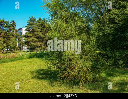 Araucaria araucana - Nahaufnahme von Zweigen mit dicken und dreieckigen Blättern, kalkig mit scharfen Kanten und Spitzen von Monkey Puzzle-Baum oder chilenischen Kiefer Stockfoto
