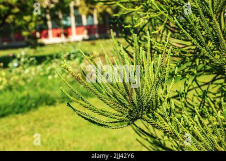 Araucaria araucana - Nahaufnahme von Zweigen mit dicken und dreieckigen Blättern, kalkig mit scharfen Kanten und Spitzen von Monkey Puzzle-Baum oder chilenischen Kiefer Stockfoto