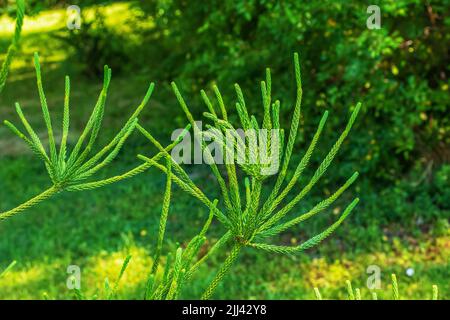 Araucaria araucana - Nahaufnahme von Zweigen mit dicken und dreieckigen Blättern, kalkig mit scharfen Kanten und Spitzen von Monkey Puzzle-Baum oder chilenischen Kiefer Stockfoto