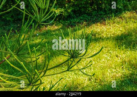 Araucaria araucana - Nahaufnahme von Zweigen mit dicken und dreieckigen Blättern, kalkig mit scharfen Kanten und Spitzen von Monkey Puzzle-Baum oder chilenischen Kiefer Stockfoto