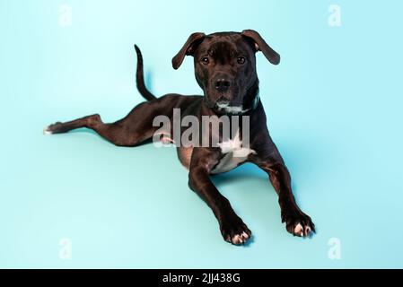 Grauer amerikanischer Staffordshire Terrier-Mix im Studio-Hintergrund. Süßer Stativhund. Stockfoto