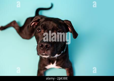 Grauer amerikanischer Staffordshire Terrier-Mix im Studio-Hintergrund. Süßer Stativhund. Stockfoto