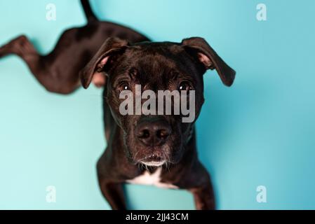 Grauer amerikanischer Staffordshire Terrier-Mix im Studio-Hintergrund. Süßer Stativhund. Stockfoto