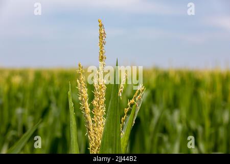 Maiskolben auf Maiskolben während der Sommer-Vegetationsperiode. Konzept für Landwirtschaft, Landwirtschaft und Ethanol. Stockfoto