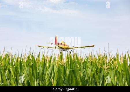 Getreideduster Flugzeug Sprühen Chemikalien auf Maisfeld. Fungizid-, Pestizid- und Pflanzenschutzmittelsprühkonzept. Stockfoto