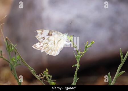 Weibliche karierte weiße oder Pontia-Protodike, die Eier auf einen Stamm einer Wildblume in einem Garten in Payson, Arizona, legen. Stockfoto