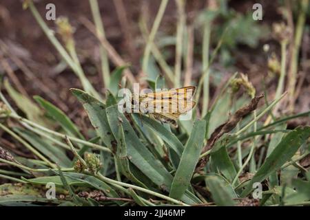 Feuriger Skipper oder Hylephila phyleus, der sich auf einem Gras im Green Valley Park, Payson, Arizona, ausruht. Stockfoto