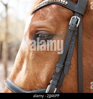Verwöhnen Sie Ihr Pferd mit Liebe. Ein schönes Pferd im Wald. Stockfoto