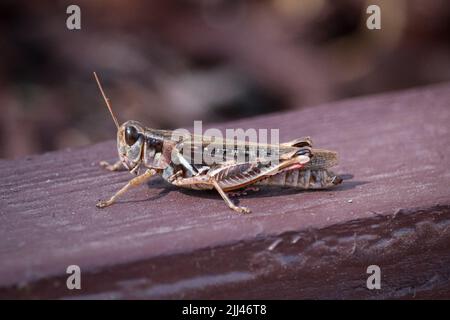 Spornkehlige Heuschrecke oder Melanoplus, die an der Seite eines Gartens in Payson, Arizona, steht. Stockfoto