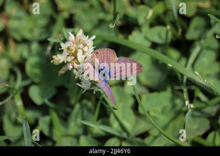 Männliche Marine Blue oder Leptotes Marina ernähren sich von Kleeblatt-Blüten im Green Valley Park in Payson, Arizona. Stockfoto