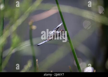 Männliche Witwe Skimmer oder Libellula luctuosa, die auf einem Schilf im Green Valley Park in Payson, Arizona, stehen. Stockfoto