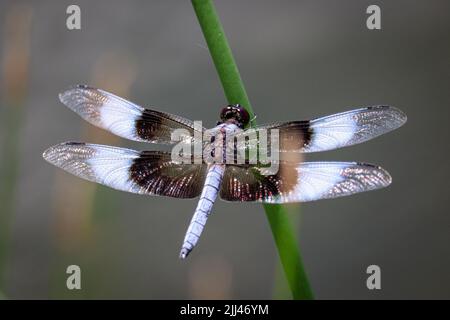 Männliche Witwe Skimmer oder Libellula luctuosa, die auf einem Schilf im Green Valley Park in Payson, Arizona, stehen. Stockfoto