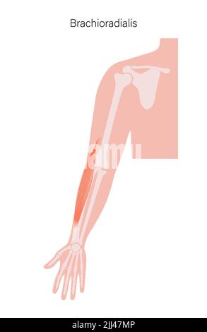 Anatomie des Muskels Brachioradialis, Illustration. Stockfoto