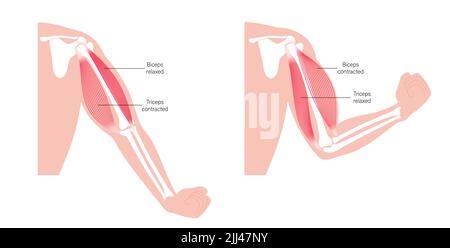 Bizeps und Trizeps, Illustration. Stockfoto