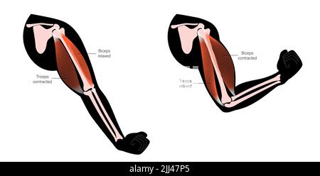 Bizeps und Trizeps, Illustration. Stockfoto