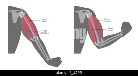 Bizeps und Trizeps, Illustration. Stockfoto