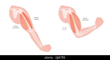 Bizeps und Trizeps, Illustration. Stockfoto