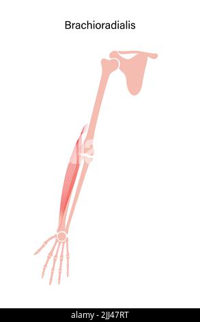 Anatomie des Muskels Brachioradialis, Illustration. Stockfoto