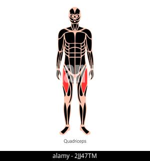 Anatomie der Quadrizeps-Muskeln, Abbildung. Stockfoto