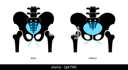 Anatomie des Beckens, Abbildung. Stockfoto