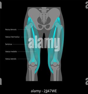 Anatomie der Quadrizeps-Muskeln, Abbildung. Stockfoto