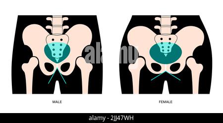 Anatomie des Beckens, Abbildung. Stockfoto