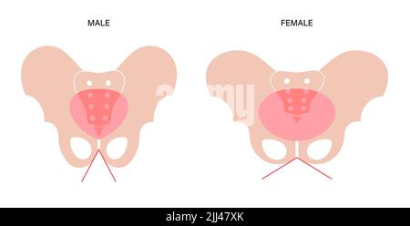 Anatomie des Beckens, Abbildung. Stockfoto