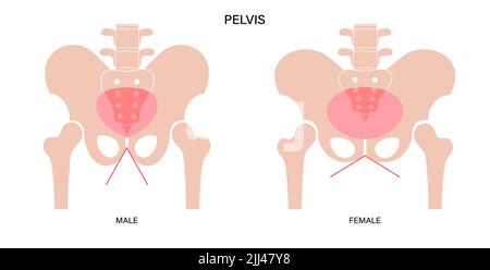 Anatomie des Beckens, Abbildung. Stockfoto