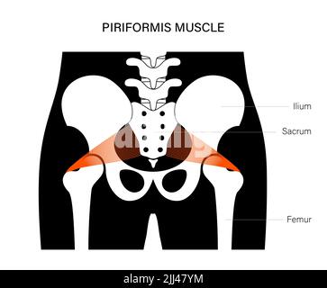 Musculus Piriformis, Abbildung. Stockfoto