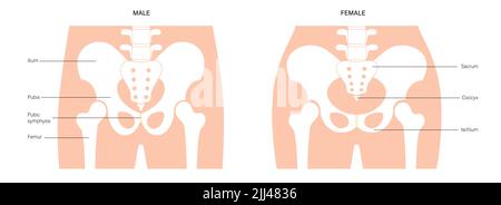 Anatomie des Beckens, Abbildung. Stockfoto