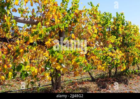 Herbst in Victorias Weinregion mit kühlem Klima - King Valley, Victoria, Australien Stockfoto