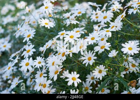 Weiße Margerite wächst in einem üppig grünen Kulturgarten für den medizinischen Gartenbau. Naturlandschaft von schönen und bunten Argyranthemum Stockfoto