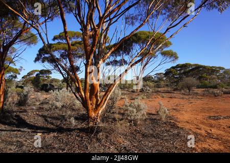 Strahlend beleuchtete australische Outback-Landschaft mit Lachsgum-Bäumen Stockfoto