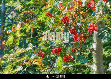 Europäische Bergasche, die an einem sonnigen Tag draußen in einem Park oder Wald wächst. Zweige mit grünen Blättern und roten geclusterten Früchten in der Natur. Sorbus Stockfoto